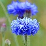 Centaurea cyanus Flor