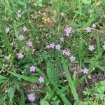 Gypsophila muralis Folha