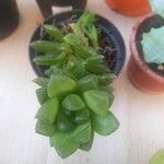 Haworthia cymbiformis Yaprak