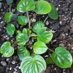 Peperomia caperata Φύλλο