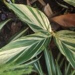 Alpinia zerumbet Leaf