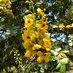 Caesalpinia echinata Virág