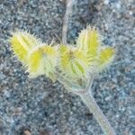 Pseudorlaya pumila ഫലം