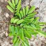 Pterocarpus soyauxii Levél