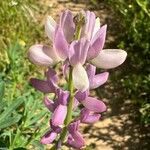 Lupinus hispanicus 花