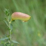 Genista anglica Ffrwyth