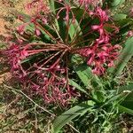 Ammocharis tinneana Λουλούδι