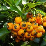 Pyracantha coccinea Frutto