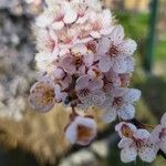 Prunus × yedoensis Blomst