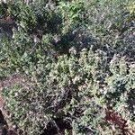 Teucrium creticum Hábito
