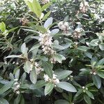 Acokanthera oblongifolia Συνήθη χαρακτηριστικά