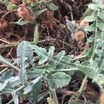 Centaurea seridis Leaf