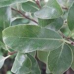 Pittosporum ralphii 葉