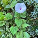 Ipomoea pandurata Flor