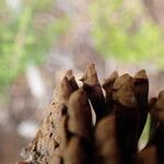 Pinus uncinata Fruit