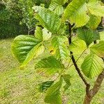 Erythrina amazonica 叶