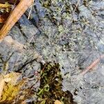 Lemna trisulca Hoja