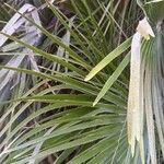 Chamaerops humilis Blad