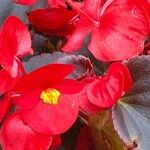 Begonia cucullata cv. 'Doublet Rose Pink' Kvet