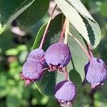 Amelanchier × lamarckii फल