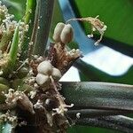 Euphorbia leuconeura फल