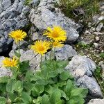 Doronicum grandiflorumFlower