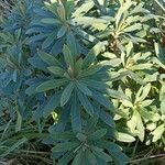 Euphorbia characias Vekstform