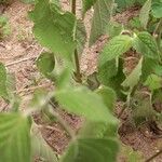 Salvia tiliifolia Leaf