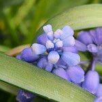 Muscari armeniacum Квітка