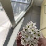 Allium trifoliatum Flower