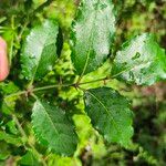 Zanthoxylum clava-herculis Leaf