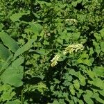 Vicia pisiformis Blüte