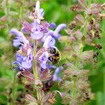 Salvia candelabrum Flor