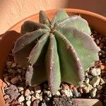 Echinocereus subinermis Leaf