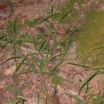 Leersia virginica Habit