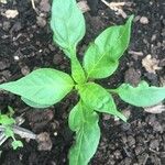 Capsicum baccatum Leaf