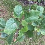 Crataegus mollis Leaf