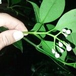 Clusia croatii Leaf