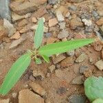 Alysicarpus ovalifolius Leaf