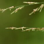 Eragrostis lehmanniana Λουλούδι