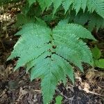 Dryopteris goldieana Φύλλο