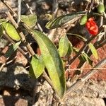 Lycium chinense Leaf