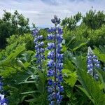 Lupinus nootkatensis Цвят