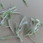 Artemisia tridentata Blatt