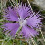 Dianthus hyssopifolius Flor