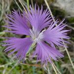 Dianthus hyssopifolius Blüte