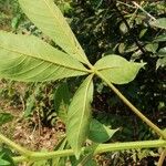 Vitex congolensis