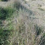 Stipa capillata Leaf