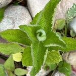 Berlandiera betonicifolia Hoja