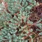 Euphorbia pithyusa ᱥᱟᱠᱟᱢ